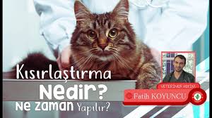 Kedi Kisirlastirma Kopeklerde Kisirlastirma Ne Zaman Yapilir Youtube