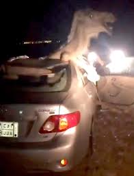 Royalty free sound effects | 71 clips. Terrified Camel Struggles To Escape From Car Wreck After Smashing Through The Windscreen In Horror Crash