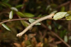 Image result for Eulithis testata