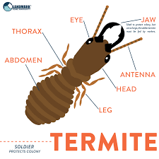 Soldiers don't usually release their grip after biting. All About Termites And How To Get Rid Of An Infestation