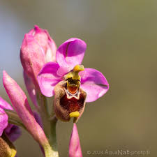 Image result for Ficalhoa