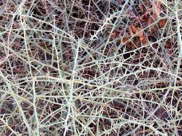 Image result for Acanthosicyos