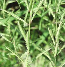 Image result for Dinebra retroflexa