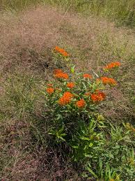 Image result for Eragrostis macrochlamys