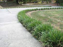 They are slightly more work to take care of than a standard plant because of their smaller, spreading here at kg landscape, we like to place it near the driveway and walkways into the front door. Pin On Decor