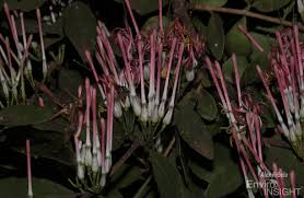 Image result for Englerina muerensis