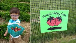 Chief ryan way, south windsor, ct 06074. Pick Your Own Strawberries In Connecticut