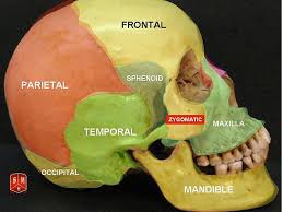 Understanding the human figure has images of body from head to toe. The Bony Skull Structure Functions Diseases
