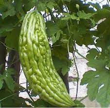 We did not find results for: Khasiat Daun Pare Taman Buah Ide Berkebun Tanaman Obat