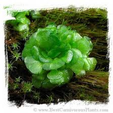 Image result for Genlisea