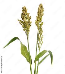 Image result for Sorghum bicolor