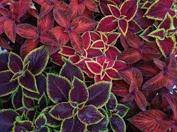 Prune to shape in summer, if desired, and fertilize in spring after the last frost and when new growth appears. The Best Low Maintenance Plants For Outdoor Pots And How To Take Care Of Them Growing Family