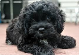 The cheapest offer starts at £1,500. Carriage House Doodles Puppy Application In Virginia Breeder Of Teddy Bear English Goldendoodles And Cockapoos Cockapoo Dog Cockapoo Cockapoo Breeders