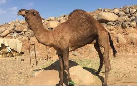 قعود احمر مزيون للبيع في مكة