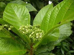 Image result for Premna angolensis