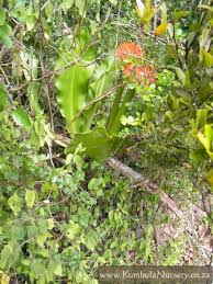 Image result for Scadoxus membranaceus