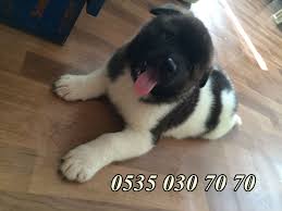 Amerikan Akita Inu Yavrusu Photo Photo And Video Instagram