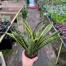 Image result for Habenaria laurentii