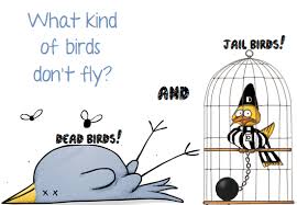 Birds That Dont Fly What Kind Of Birds Don Fly Dead Birds And Jail Birds Kinds Of Birds Birds Jail