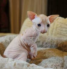 Try petful's free online adoption search. Pin By Jon Dobrowsky On Cats Spinx Cat Cat Adoption Hairless Cat