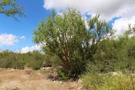 Image result for Burseraceae