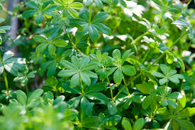 Image result for Galium stenophyllum