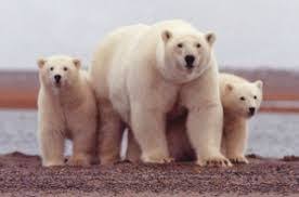Image Result For What Animals Live In Antarctica Polar Bear Polar Bear Facts Alaska Wildlife
