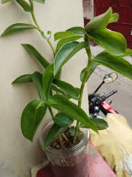 Ginger is one of the most powerful and beneficial root plants you can buy, but what if you could have an endless supply grown right at home? Indian Ginger Head Plant Furniture Home Living Gardening Plants Seeds On Carousell