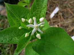 Image result for Marsdenia