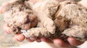 Schnoodles, schnoodle puppies for sale, miniature schnauzers, schnoodle breeders, with an estimated 970 monthly visitors a month | dominoschnoodles your schnoodle (poodle/schnauzer) breeder, offering gorgeous schnoodle. Colorado Schnoodles