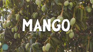 Image result for Mangifera indica