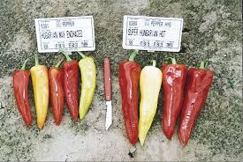 Hungarian wax peppers, with their mild heat and floral aroma, are a staple ingredient as vital as the wax peppers form the base of our cooking—they're as essential to us as celery and onions are in. Pepper Hot Hungarian Wax Hot Green Valley Garden Centre