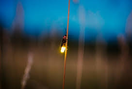 11 Cool Things You Never Knew About Fireflies Scientific American Blog Network