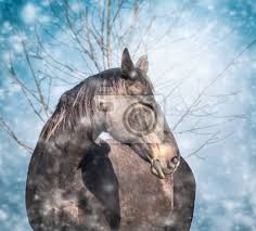 Schone Schwarze Pferd Auf Blau Winter Schnee Fallen Hintergrund Leinwandbilder Bilder Schnelles Pferd Schone Kopf Geschossen Myloview De Navigieren sie zurück zu ihrem desktop und sehen, wie schön es aussieht!