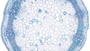 Image result for Impatiens erecticornis