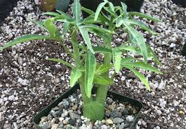 Fill your cart with color today! Succulents Adenia Venenata