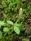Image result for Peperomia fernandopoiana