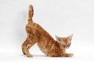 Top 14 Most Playful Cat Breeds - CatTime