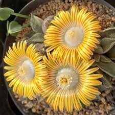 Image result for Nananthus aloides
