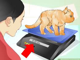 What is the primordial pouch in cats? How To Determine If Your Cat Is Overweight 12 Steps