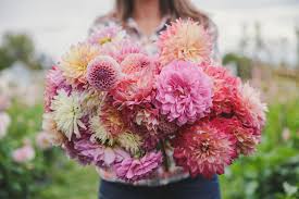 Here and there over the grass stood beautiful flowers like stars, and there were twelve one day the giant came back. Beginner S Guide To Growing Dahlias Three Acre Farm