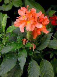Image result for Crossandra infundibuliformis