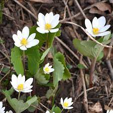 Check spelling or type a new query. Prairie Moon Nursery