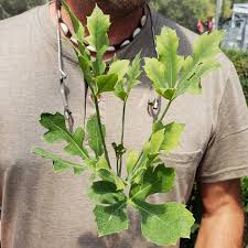 Image result for Cussonia spicata