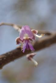 Image result for Philenoptera nelsii