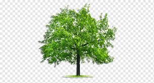 É uma espécie caducifólia que perde as suas folhas no outono, e entra em floração no fim do inverno ou início da primavera. Broca De Freixo Esmeralda Arvore Fraxinus Pennsylvanica Arvores De Folha Caduca Poda Folha Filial Grama Png Pngwing