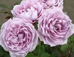 Check spelling or type a new query. Poseidon Star Roses And Plants