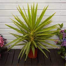 Large Patio Adams Needle Yucca Jewel Palm Trees Yucca Tree Yucca Hardy Plants