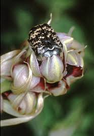 Image result for Orthochilus ruwenzoriensis