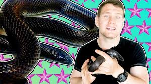 The mexican black kingsnake, a subspecies of the common (eastern) kingsnake, is a very popular snake in the reptile pet industry due to their beauty, modest size and rather tractable temperament. Mexican Black Kingsnake Is It A Good Pet Youtube